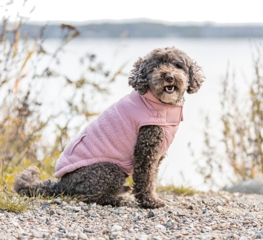 Trixie Ajou Vinterdekken til Hund Rosa 217293