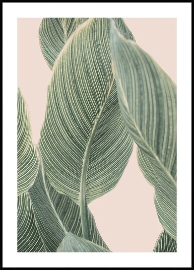 Calla Leaf Plakat / 40x50cm Calla Leaf Plakat / 40x50cm
