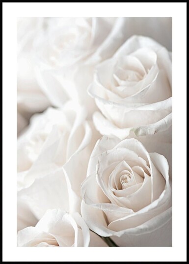 White Blossoming Roses Plakat Plakat / 100x150cm