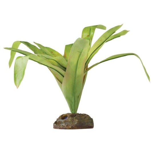 Bromelia Medium Bromelia Medium