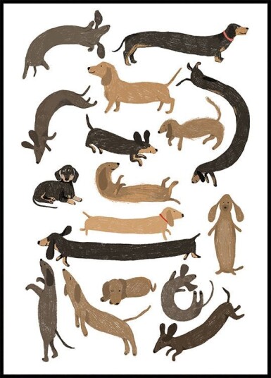 Dachshund Print Plakat Plakat / 50x70cm