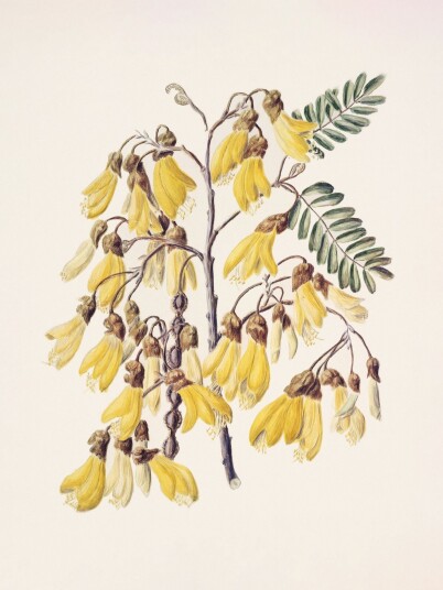 Namly Design Plakat Gule Kowhai blomster POSTERLYZQUG