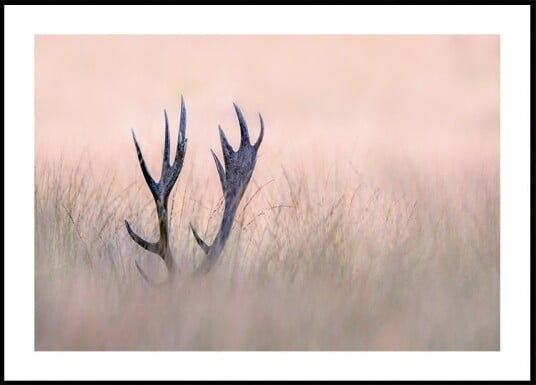 Hide & Seek   Horn of Stag Plakat / 40x50cm