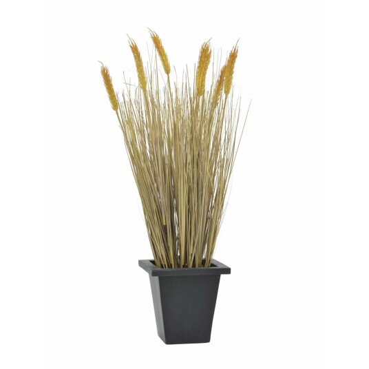 Europalms Wheat Ready To Harvest 60cm