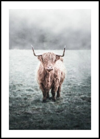 Majestic Highland Cow in Misty Field Plakat Plakat / 100x150cm