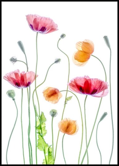 Poppies Plakat Plakat / 70x100cm