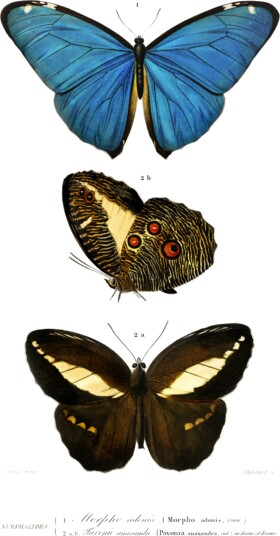 Different Types of Butterflies II Plakat / 30x40