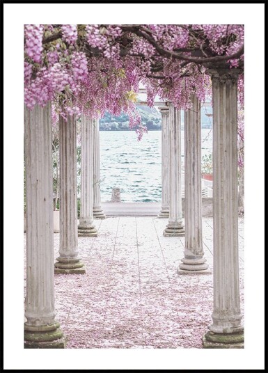 Pillars and Wisteria Flowers Plakat Plakat / 50x70cm