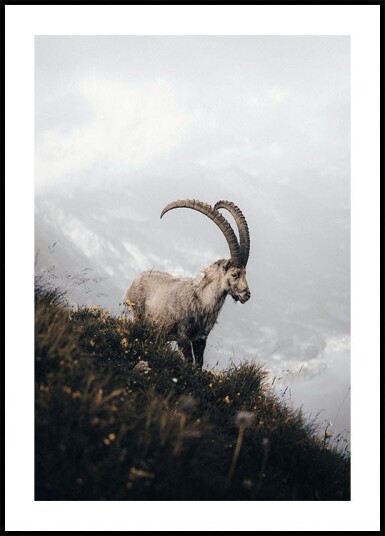 Mountain Goat in Serenity Plakat Plakat / 50x70cm Mountain Goat in Serenity Plakat Plakat / 50x70cm