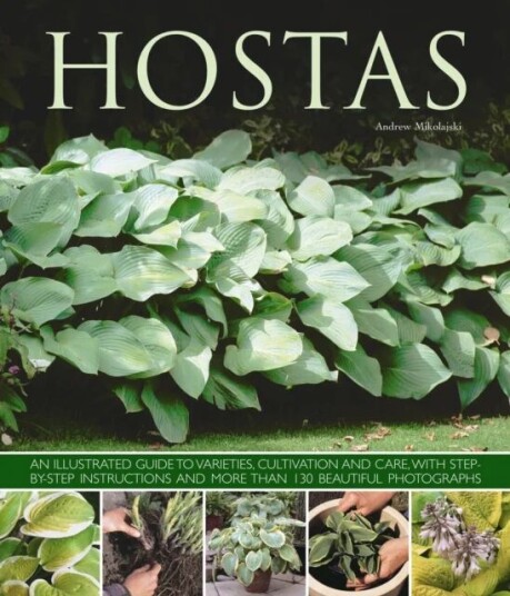 Hostas Av Andrew Mikolajski