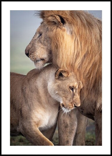 Wild Love Poster Plakat / 50x70cm