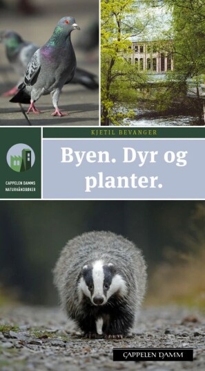Byen Av Kjetil Bevanger Byen Av Kjetil Bevanger