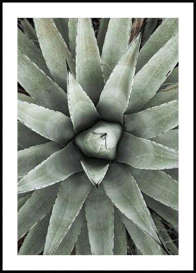 Aloe Vera Geometric Pattern Plakat Plakat / 21x30cm
