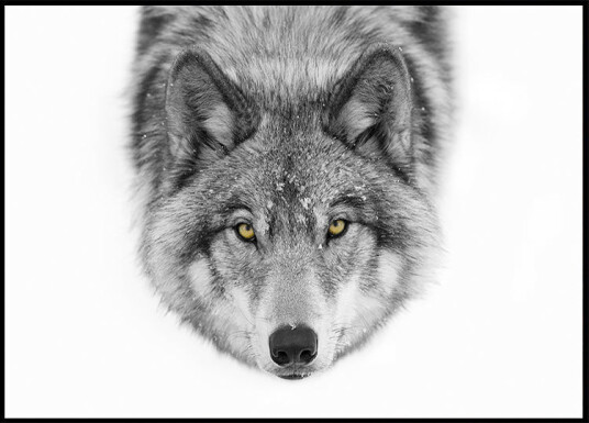 Yellow eyes   Timber Wolf Plakat Plakat / 100x150cm