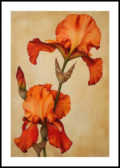 Poster Canvas Sng Iris 36 Poster Plakat / 70x100cm