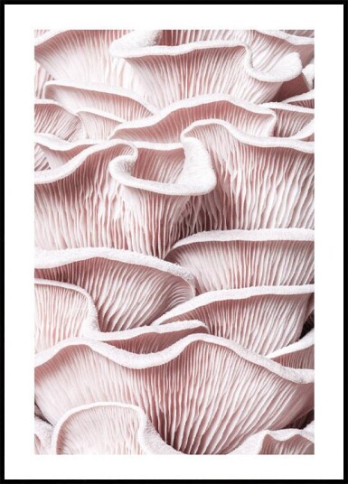 Pink Oyster Mushroom Macro Plakat Plakat / 30x40cm