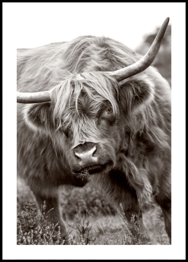 Majestic Highland Cow Plakat / 50x70
