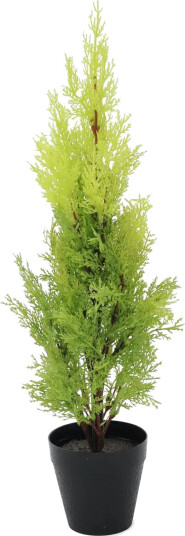 Europalms Cypress, Leyland, 60cm