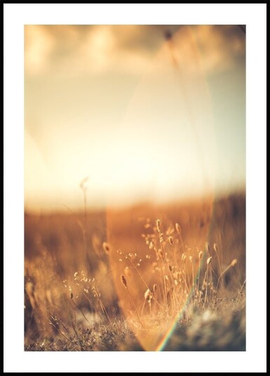 Golden Glow Field Poster Plakat / 21x30cm Golden Glow Field Poster Plakat / 21x30cm