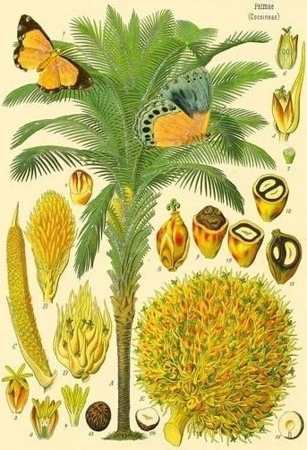 Madame Treacle Gratulasjonskortsett B6 Brokade Med Konvolutt Natura 5