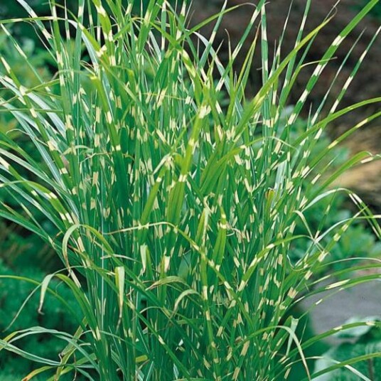 Sumpplante "Miscanthus sin. 'Zebrinus'" Sumpplante "Miscanthus sin. 'Zebrinus'"