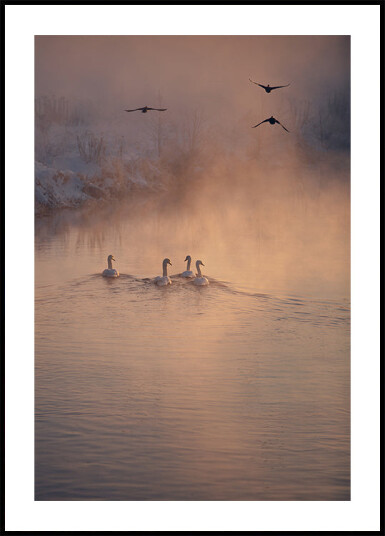 Where the Fog Didn’t Reach Plakat Plakat / 50x70cm Where the Fog Didn’t Reach Plakat Plakat / 50x70cm