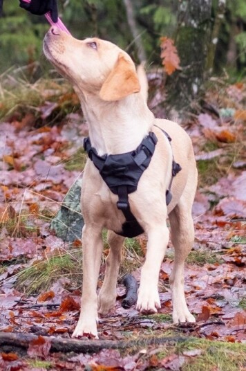 Dogman Sportsele Emmi Medium M. Hals: 16-56Cm Bröst: 54-70Cm Dogman Sportsele Emmi Medium M. Hals: 16-56Cm Bröst: 54-70Cm