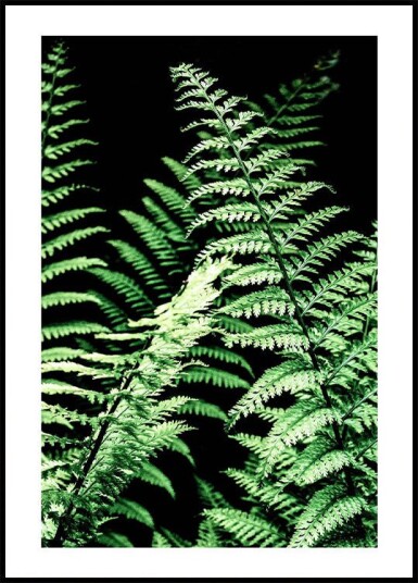 Forest Ferns Plakat Plakat / 100x150cm