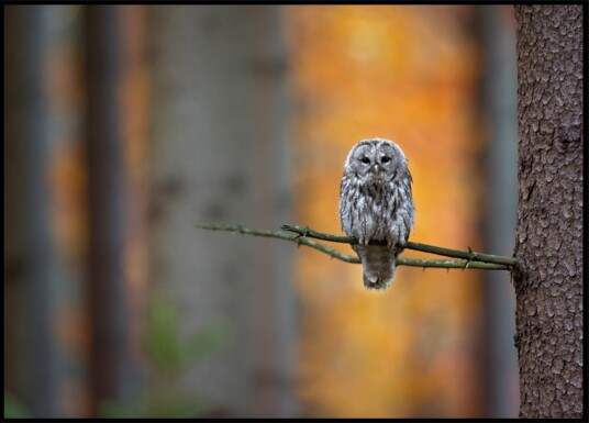 Autumn Owl Gaze Plakat / 21x30 Autumn Owl Gaze Plakat / 21x30