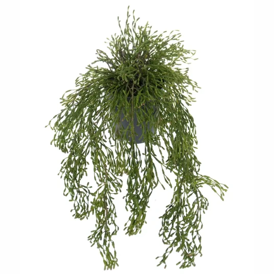 Mr Plant Rhipsalis Hengeplante Mr Plant Rhipsalis Hengeplante