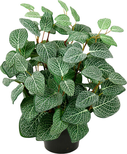 Mr. Plant Fittonia 34 cm