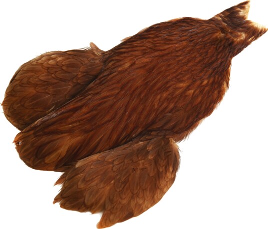 Whiting 4b Hen Cape Whiting 4b Hen Cape