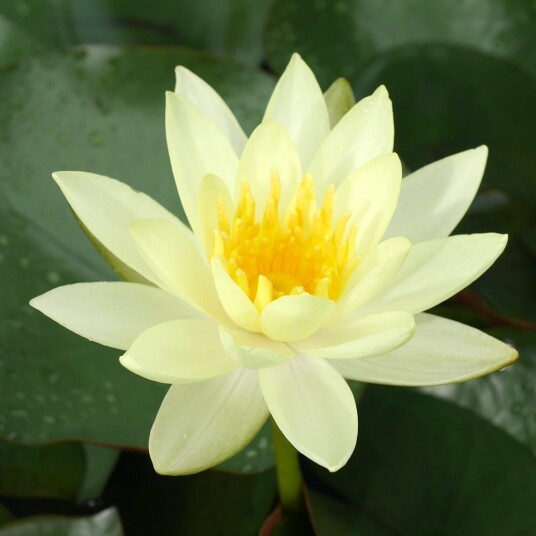Vannlilje "Sulphurea"