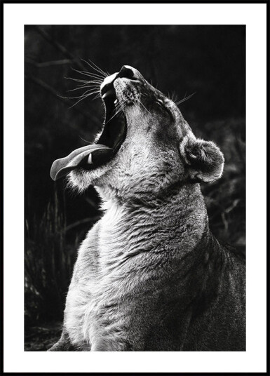 Yawning Lion Plakat Plakat / 21x30cm