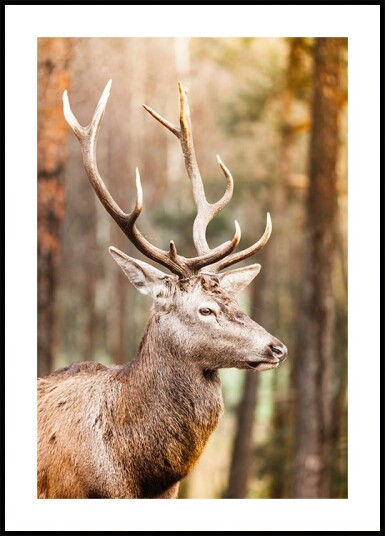 Majestic Red Deer Stag Plakat Plakat / 30x40cm