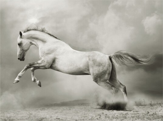 Fototapet Vill Hingst 350x270 - Artgeist sp. z o. o.