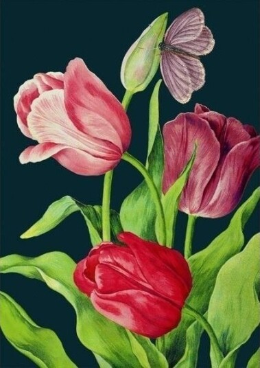 Madame Treacle Kort B6 Med Konvolutt Tulipaner
