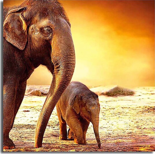 Canvasbilde Animal Flerfarget 44x54 cm