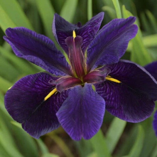 Sumpplante "Iris Black Gamecock"