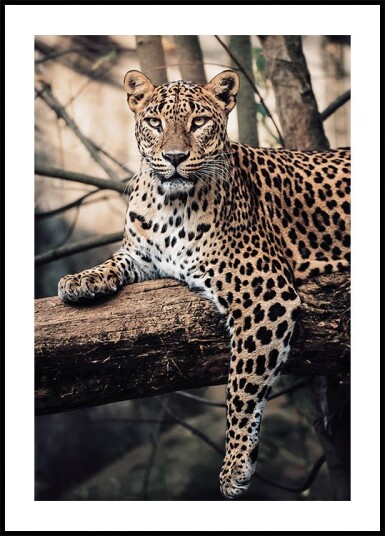 Majestic Leopard Resting on a Tree Plakat Plakat / 21x30cm