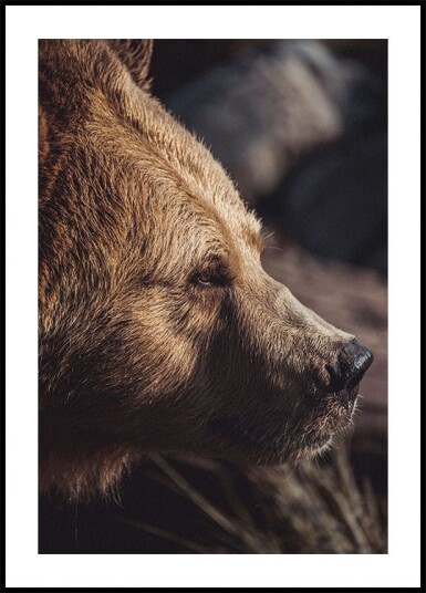 Bear in Profile Plakat Plakat / 40x50cm Bear in Profile Plakat Plakat / 40x50cm