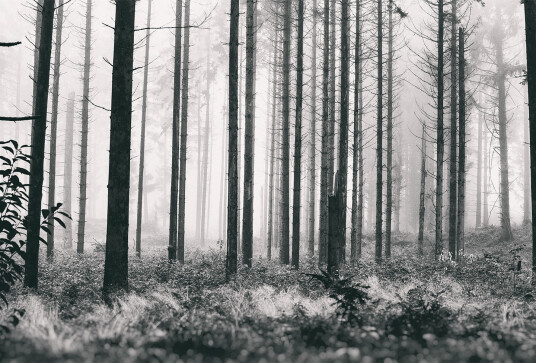 Trees2 av Henrik Hansen Trees2 av Henrik Hansen