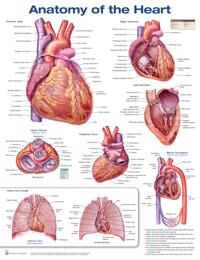 Anatomical Chart Company Anatomy of the Heart