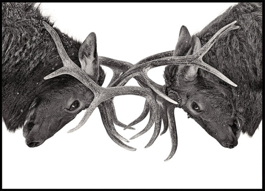 Eye to Eye   Elk fight Plakat Plakat / 70x100cm
