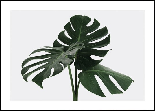 Monstera Plant №1 Plakat Plakat / 40x50cm Monstera Plant №1 Plakat Plakat / 40x50cm
