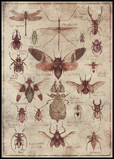 Vintage style Insects Plakat Plakat / 100x150cm Vintage style Insects Plakat Plakat / 100x150cm