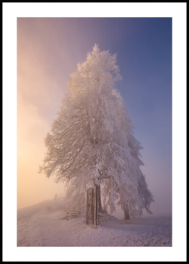winter poetry in the morning light Plakat Plakat / 30x40cm