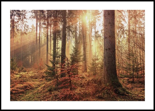 Mysterious Light of the Autumn Forest Plakat Plakat / 30x40cm