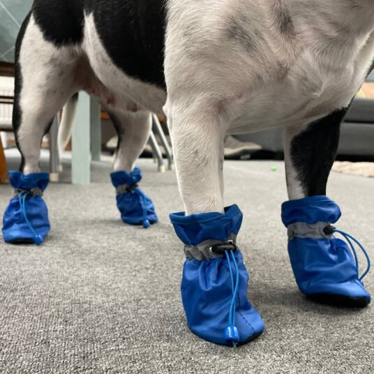 4Pck Vannavstøtende Og Forede Hundesokker Potesokker