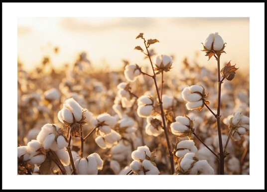 Cotton Flowers at Sunset Plakat Plakat / 100x150cm